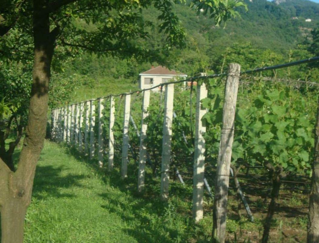 Studio And Winery Kalimut Virpazar Exterior photo